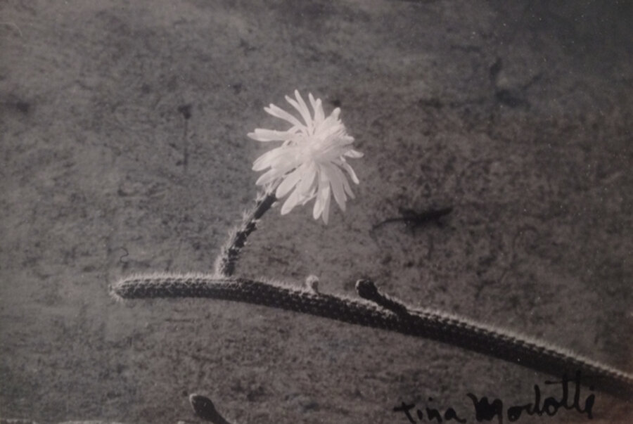 Untitled (Cactus)