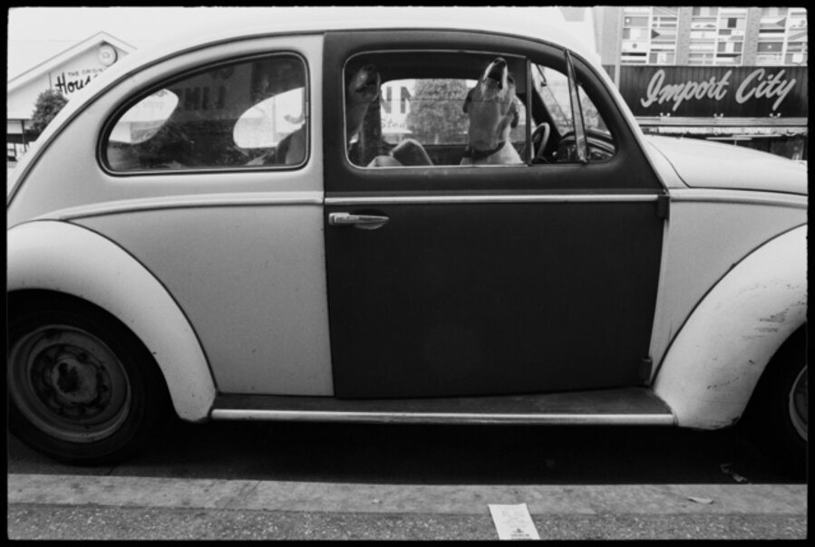 Two Dogs and VW