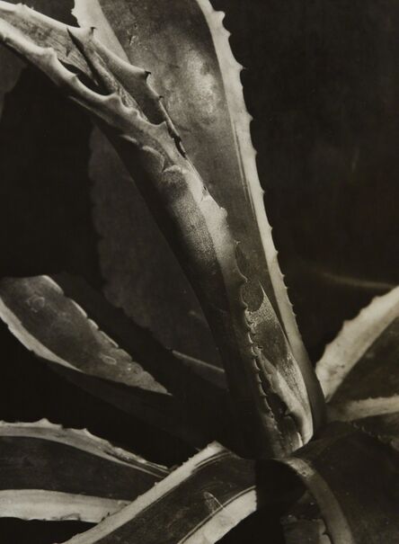 Imogen Cunningham, ‘Agave #2’, circa 1928