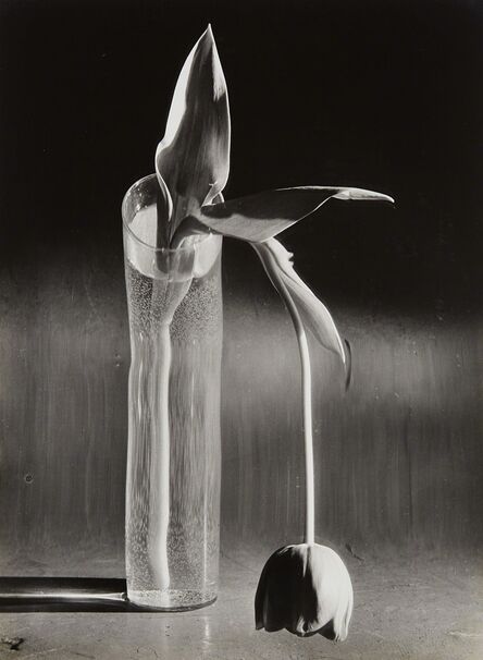 André Kertész, ‘Melancholic Tulip’, 1939