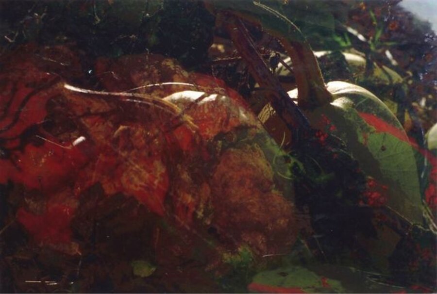 Untitled (Piltze - FW Funghi 19)
