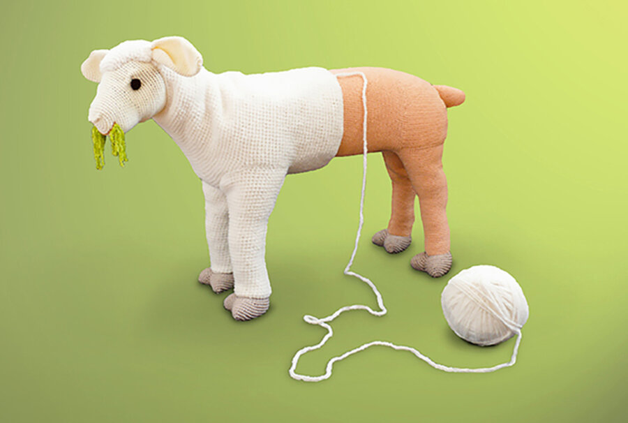 Sheep