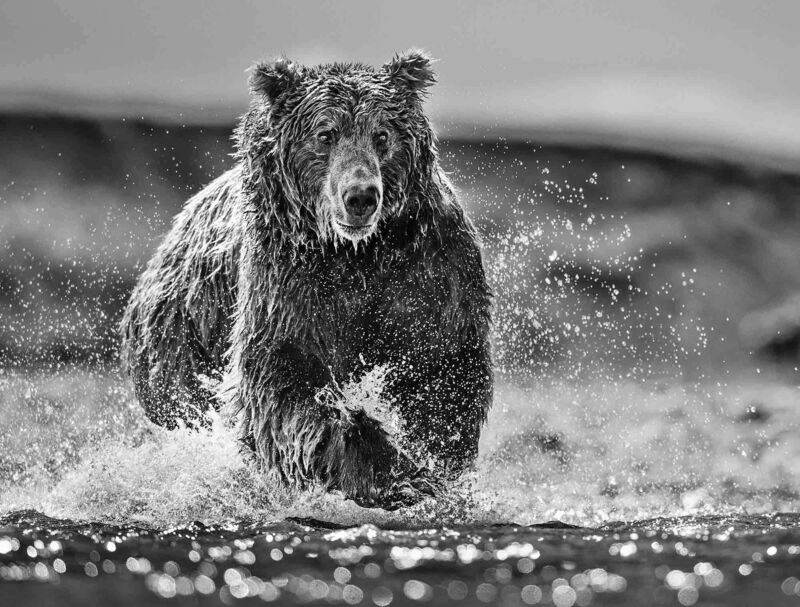 David Yarrow, ‘The Happy Bear’, 2017-2020, Photography, Museum Glass, Passe-Partout & Black wooden frame, Leonhard's Gallery