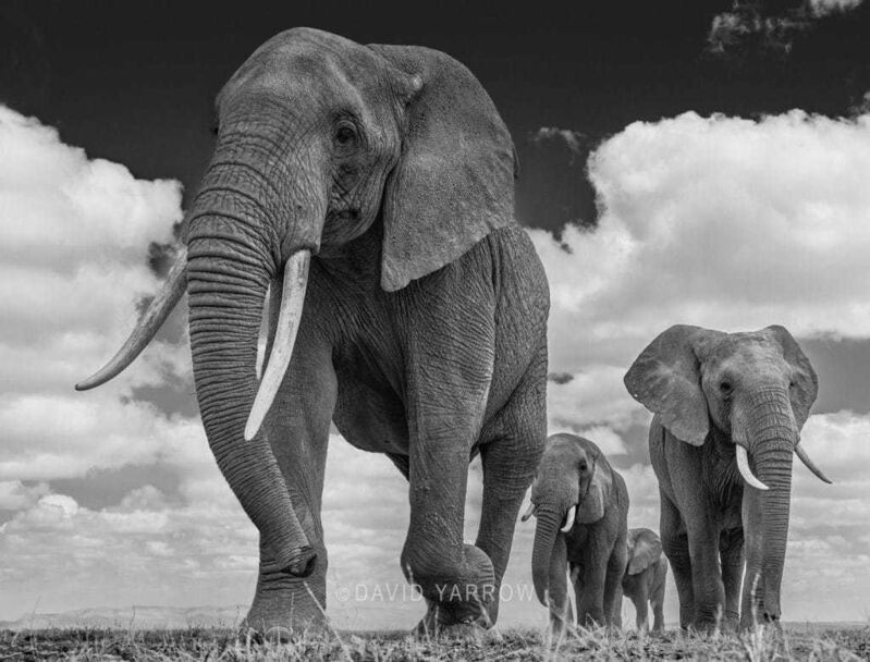 David Yarrow, ‘The Garrison ’, 2016, Photography, Archival Pigment print, A. Galerie