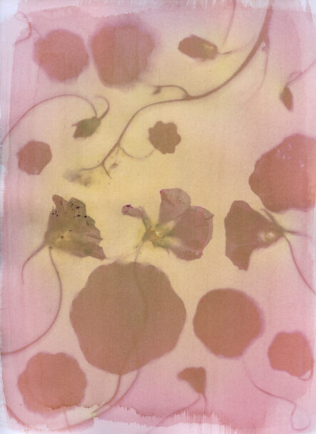 Mary Kocol, ‘Nasturtiums from the Isabella Stewart Gardner Museum, Nasturtium Anthotype’, 2023