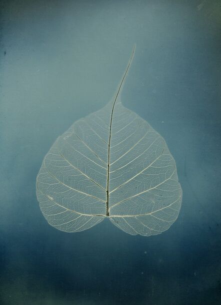 Binh Danh, ‘Untitled #5, Bodhi leaf, from the series, "Aura of Botanical Specimen"’, 2017