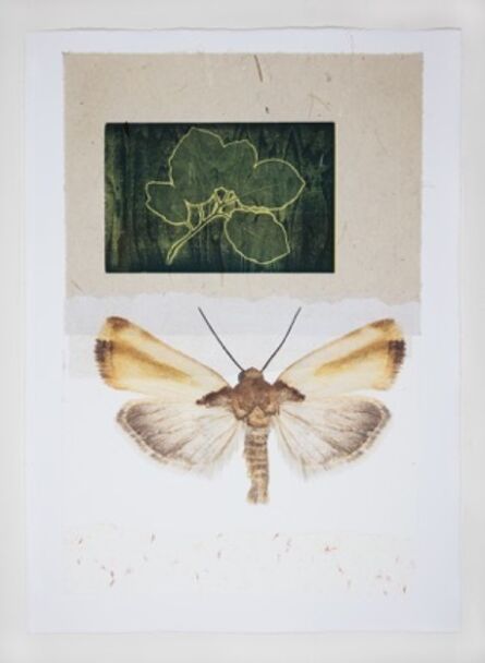 Joseph Scheer, ‘Sonoran Moth and Oak Moth’, 2019