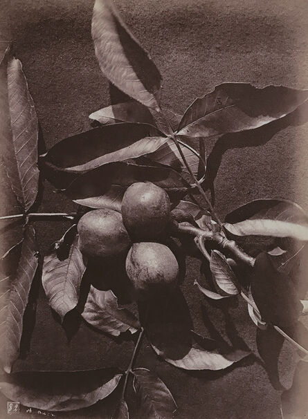Charles Aubry, ‘Apples (Pommes)’, 1864c/1864c