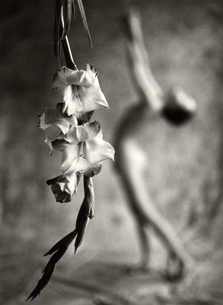 Mark Arbeit, ‘Gladiolus’, 1986
