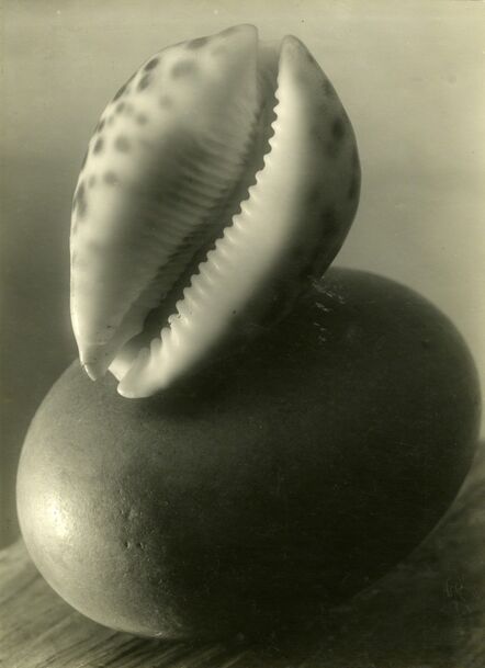 Josef Sudek, ‘Untitled (Sea shell stillife)’, 1950-1954
