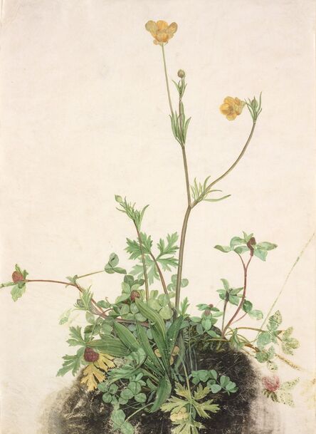 ‘Buttercups, Red Clover, and Plantain’, 1526