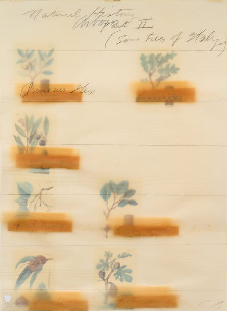 Cy Twombly, ‘Natural History Part II: Some Trees of Italy (Title Print)’, 1976