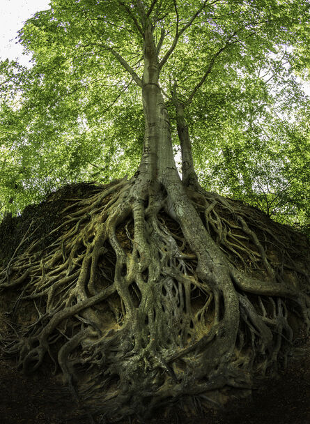 Robert Llewellyn, ‘Medusa Tree’, 2016