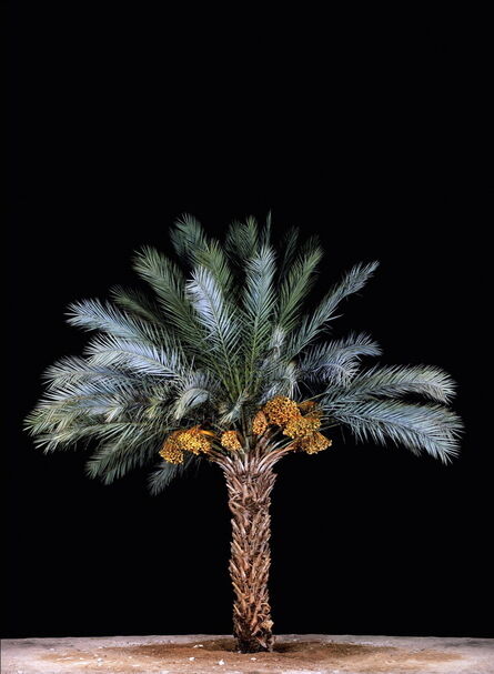 Tal Shochat, ‘Date Palm #3’, 2011