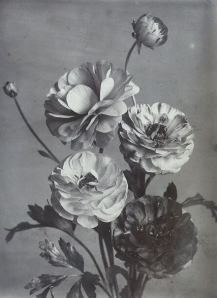 Charles Jones (1866-1959), ‘Ranunculus Double, c.1900’, c. 1900