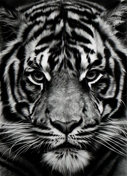 Robert Longo, ‘Untitled (Tiger)’, 2012