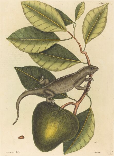 Mark Catesby, ‘The Guana (Lacerta Iguana)’, published 1731-1743
