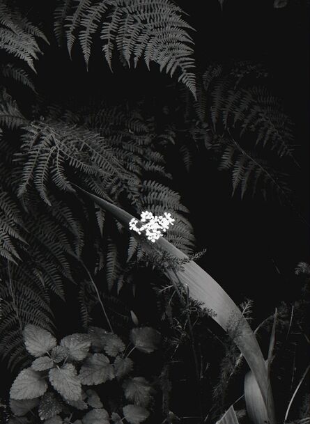 Peter-Cornell Richter, ‘The little White in my Garden’, 2015