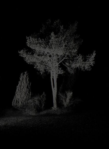 Herbert Weber, ‘Behauptungen - Tree’, 2010