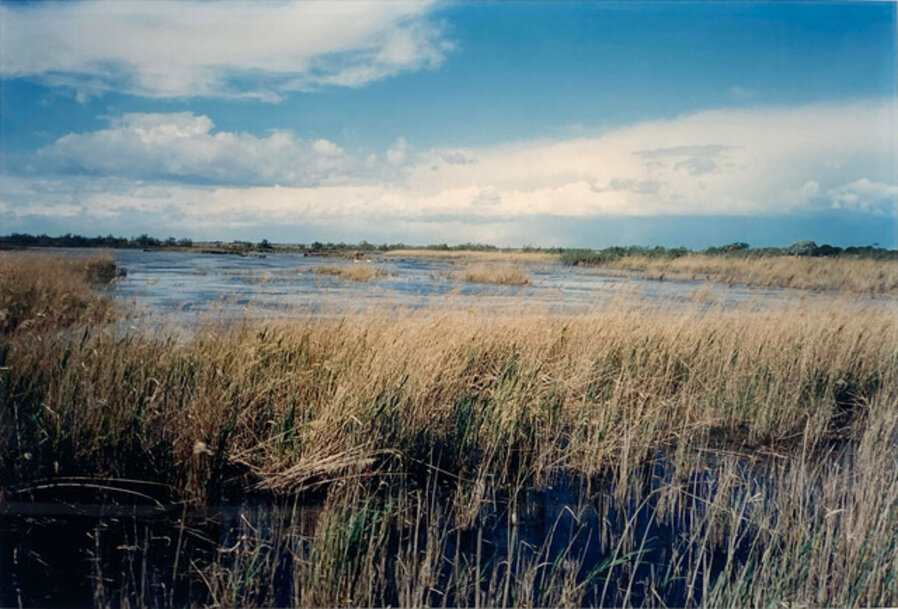 Marsh with Ducks