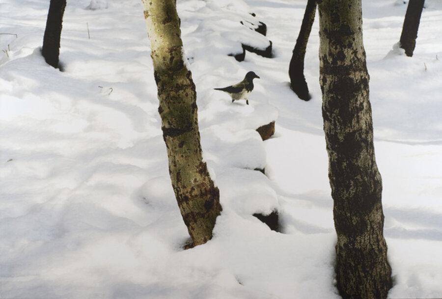 Trees and Crows