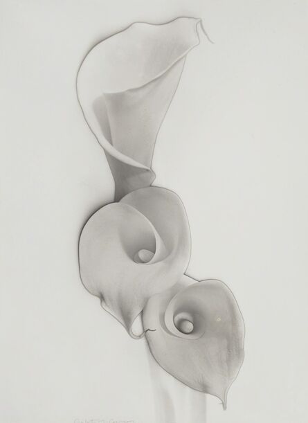 Carlotta Corpron, ‘Solarized Calla Lilies’, 1948