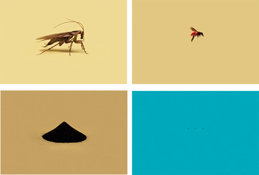 Set of Plates (#9, #10, #16, #17) from "A Guide to the Flora and Fauna of the World"