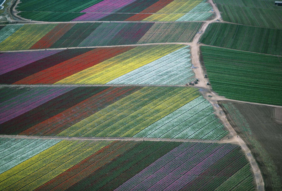 Cut Flower Fields, Oceanside, CA