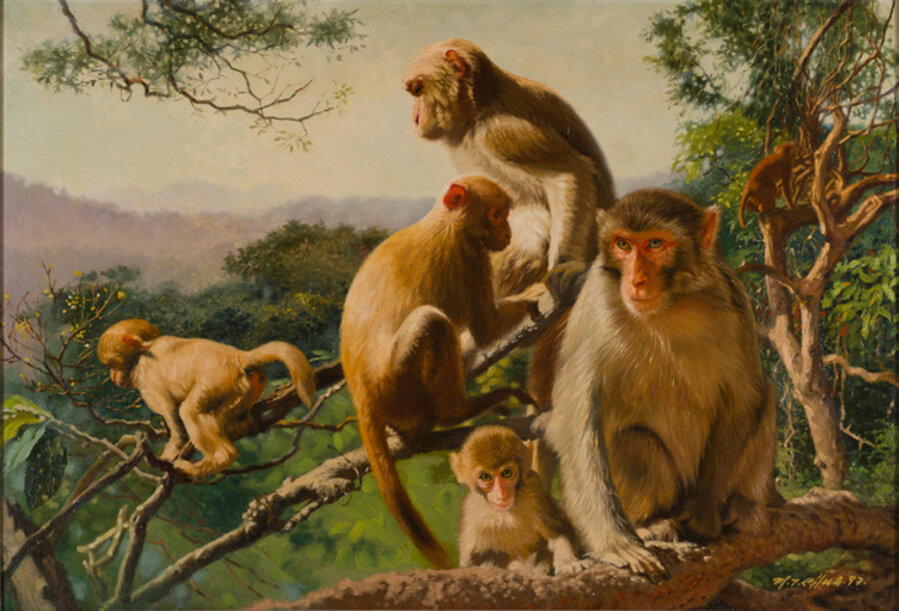 Monkeys of the Goldenhill
