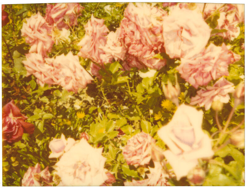 Stefanie Schneider, ‘Rosegarden II (Suburbia)’, 2004, Photography, Analog C-Print, hand-printed by the artist, based on a Polaroid, mounted on Aluminum with matte UV-Projection, Instantdreams