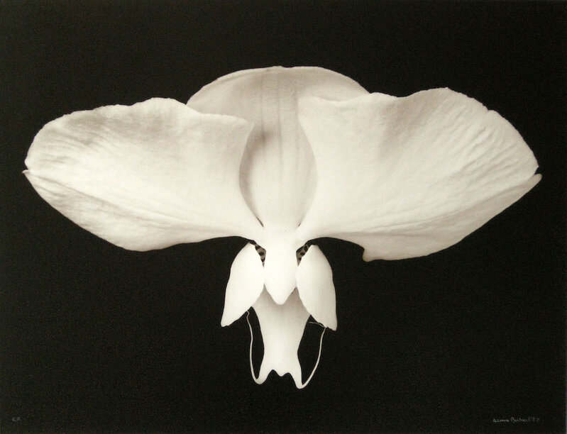 Denis Brihat, ‘Orchidée (Orchid)’, 1985, Photography, Gelatin silver print, edition 2/6, Nailya Alexander Gallery