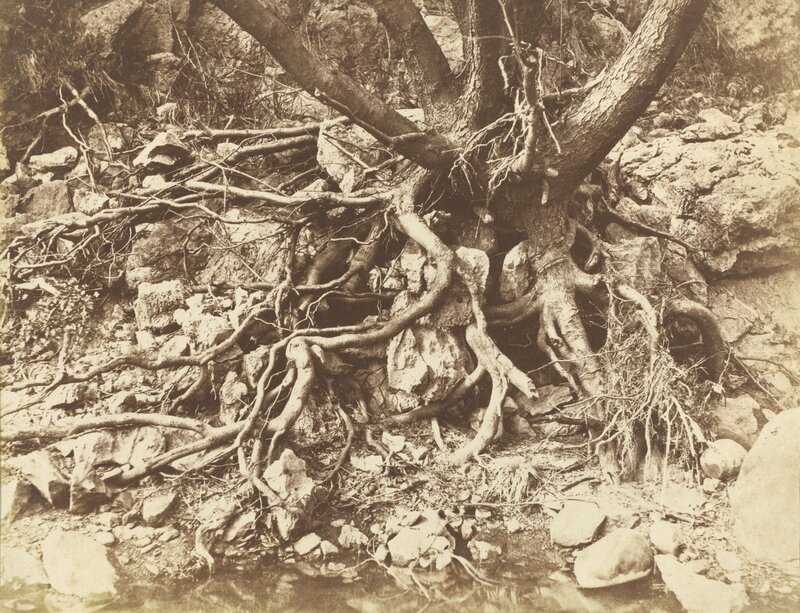 Hugh Owen, ‘Tree with Tangle of Roots’, 1853, Photography, Salted paper print from salted paper negative, National Gallery of Art, Washington, D.C.