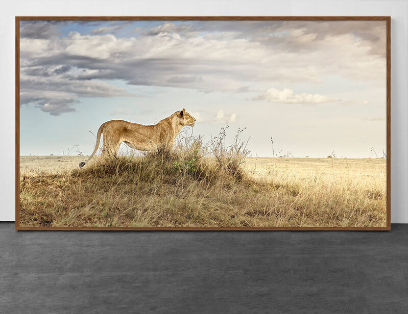 David Burdeny, ‘Lioness in repose, Maasai Mara, Kenya, Africa’, 2019, Photography, Archival Pigment Print, CHROMA GALLERY