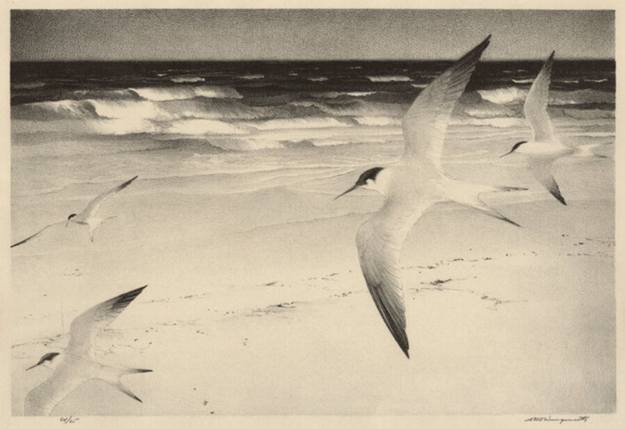 Terns