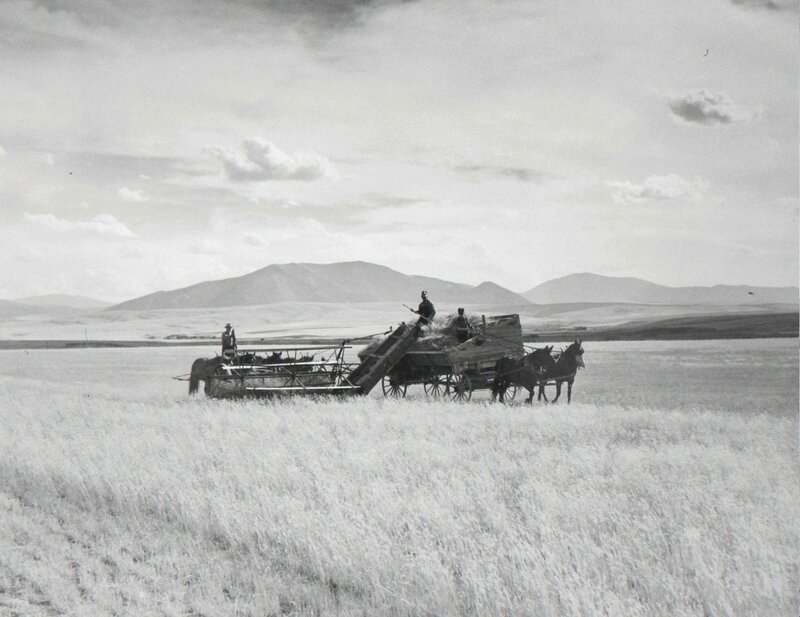 Marion Post Wolcott, ‘Cutting crested wheat grass, old binder-fou horse team. Judith Basin, Montana’, 1941, Photography, Gelatin silver print, G. Gibson Gallery