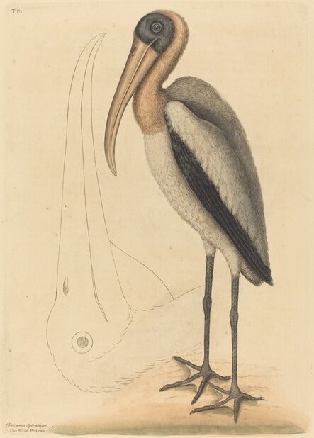 Mark Catesby, ‘The Wood Pelican (Tantalus Loculator)’, published 1731-1743