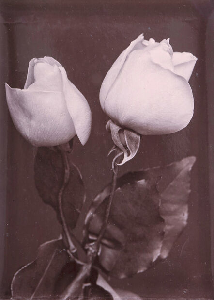 Charles Jones (1866-1959), ‘White Roses’, ca. 1900