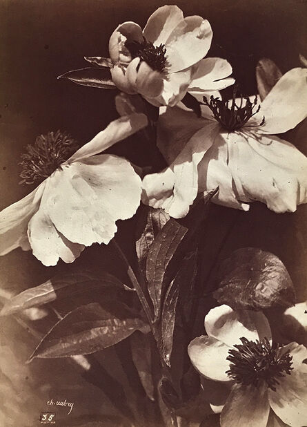 Charles Aubry, ‘Anenomas in Bloom (Anénomes en Fleurs)’, 1864c/1864c