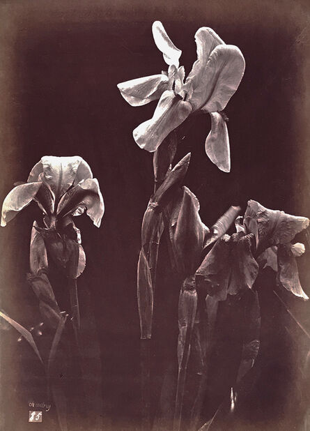 Charles Aubry, ‘Irises’, 1864c/1864c