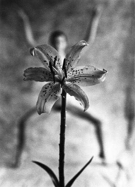 Mark Arbeit, ‘Spider Lily’, 1986