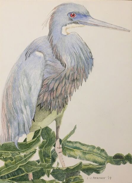 Sylvia Beckman, ‘Tri-Colored Heron’, 2017