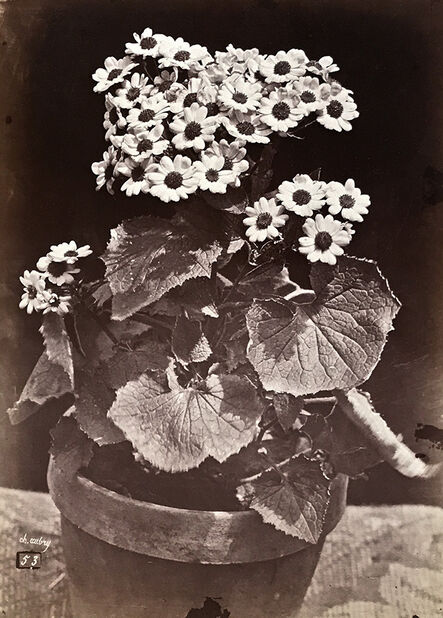Charles Aubry, ‘Study of a Flowering Potted Plant (Marguerite Daisy)’, 1864c/1864c
