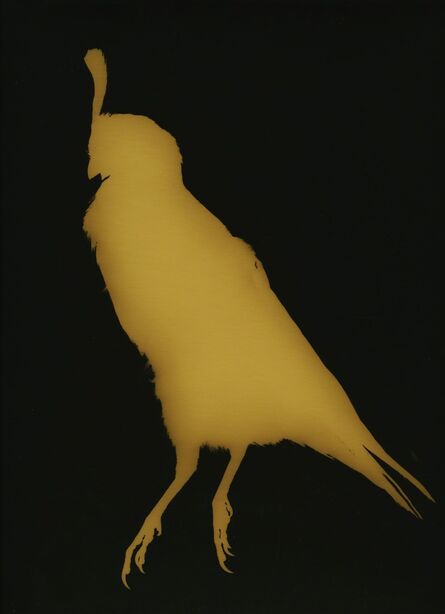 Kate Breakey, ‘Male Quail’, Circa 2015