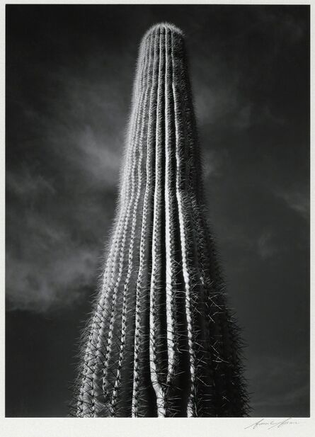 Ansel Adams, ‘Saguaro Cactus, Sunrise, Arizona’, 1946