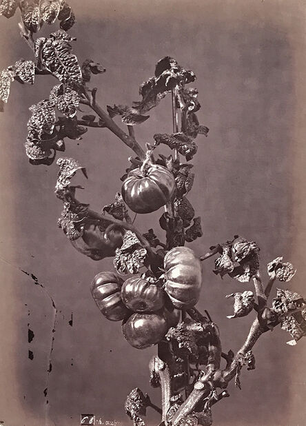 Charles Aubry, ‘Tomatoes’, 1864c/1864c