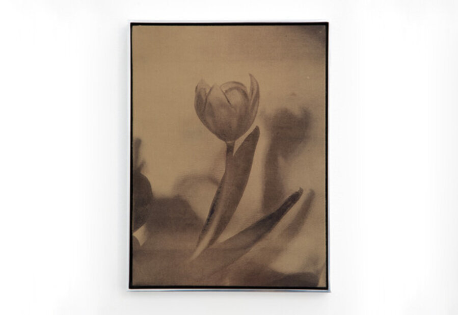 Gold Tulip