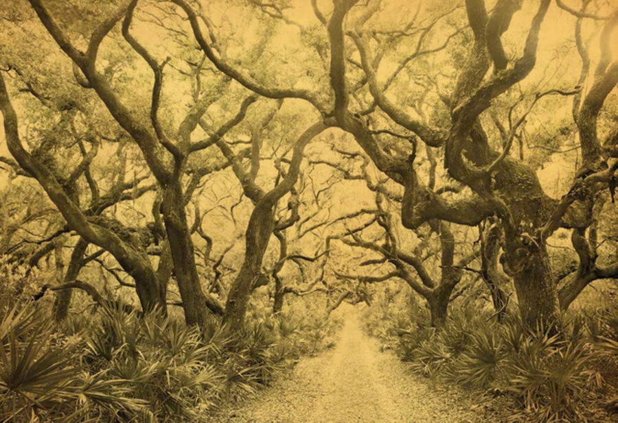 Cumberland Island