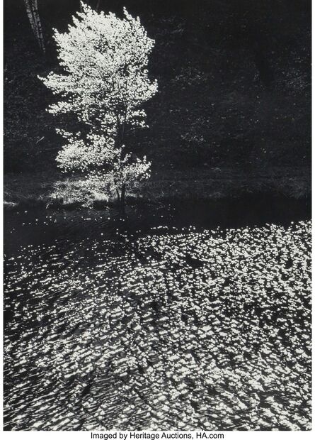 Edward Steichen, ‘The Little Shadow Tree in Spring, Connecticut’, 1960