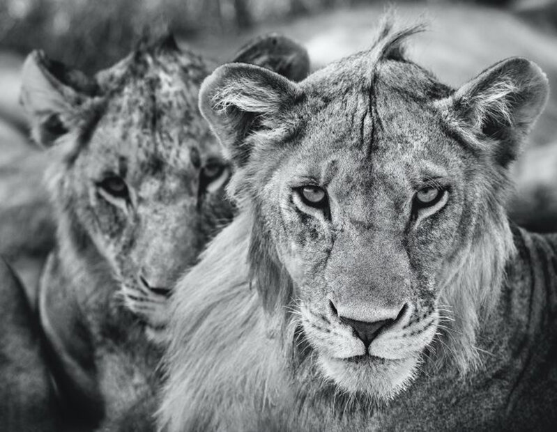 David Yarrow, ‘The boys are back in town’, 2019, Photography, Technique: Archival Pigment Print, Petra Gut Contemporary
