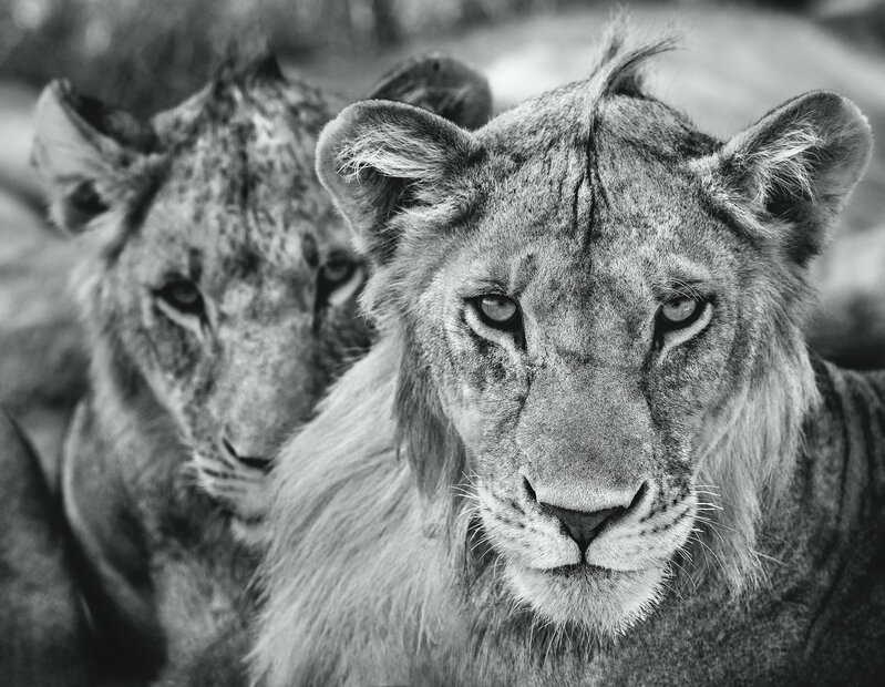 David Yarrow, ‘The Boys Are Back In Town ’, 2019, Print, Archival Pigment Print, Maddox Gallery